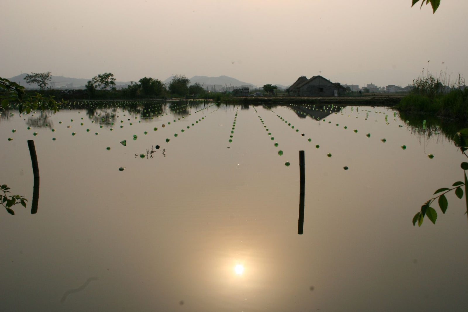 A traditional, tissue-graft-style freshwater pearl farm in Zhuji, China.