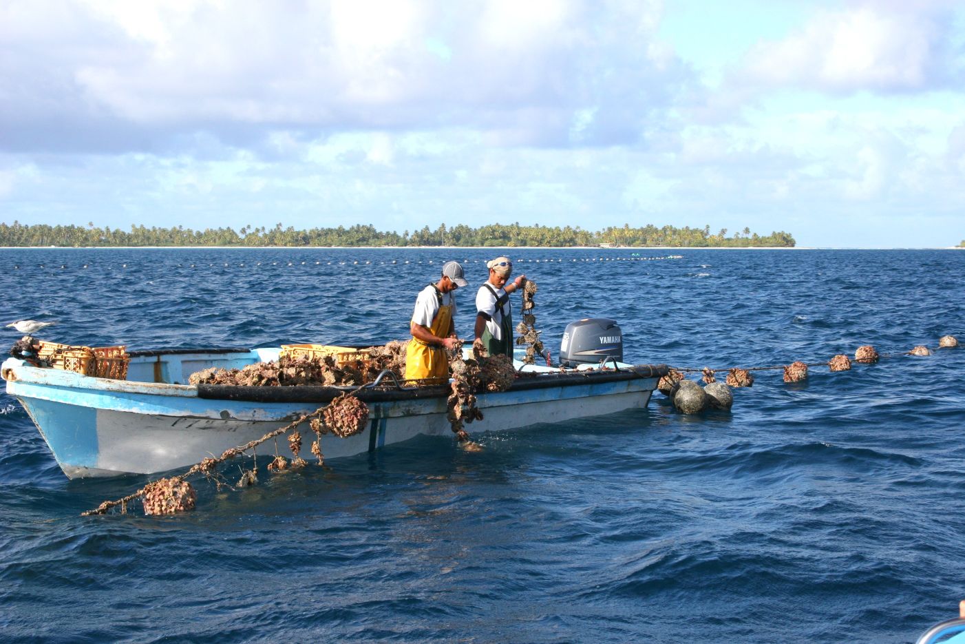 Pearl oysters being cleaned by hand on a Tahitian pearl farm