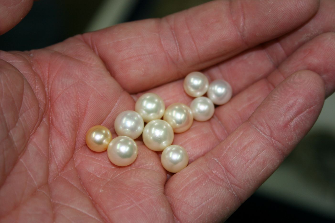 Holding several freshly harvested akoya pearls while visiting a pearl farm in Japan