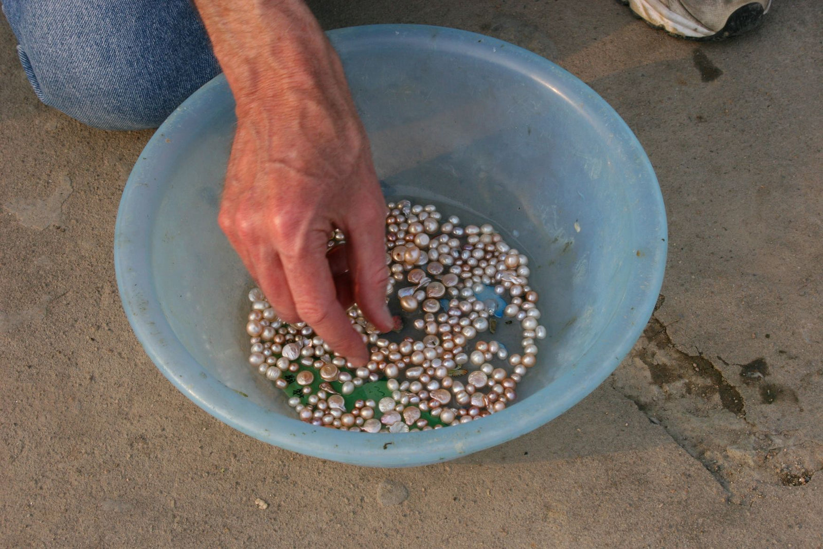 Freshly harvested freshwater pearls