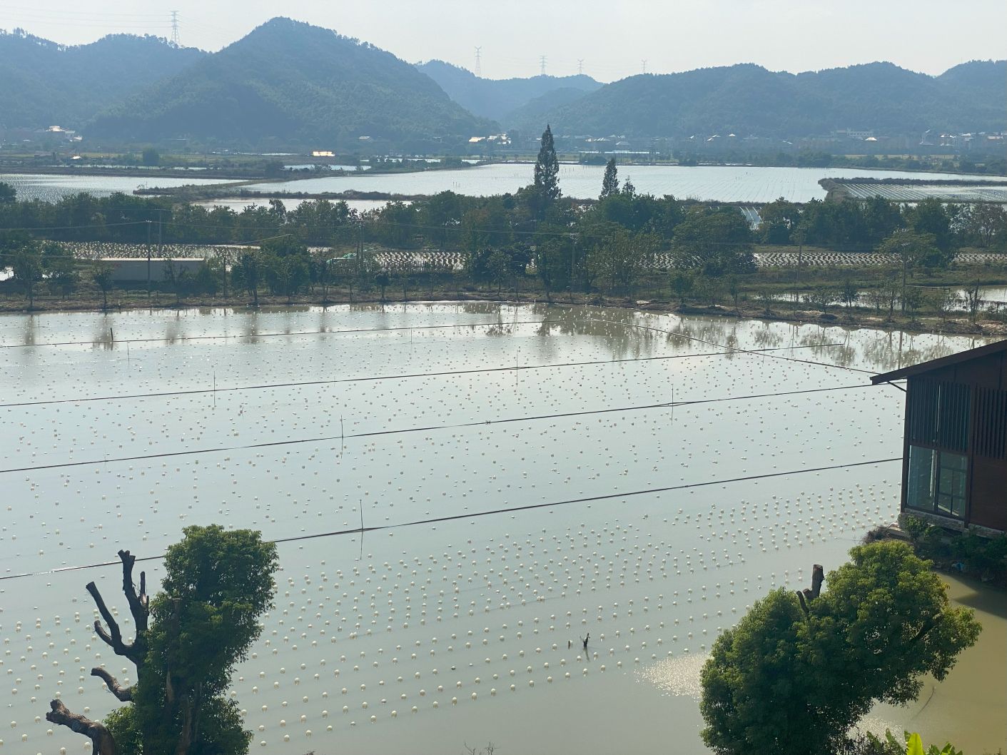 Overlooking freshwater pearl farms in Shanxiahu, China