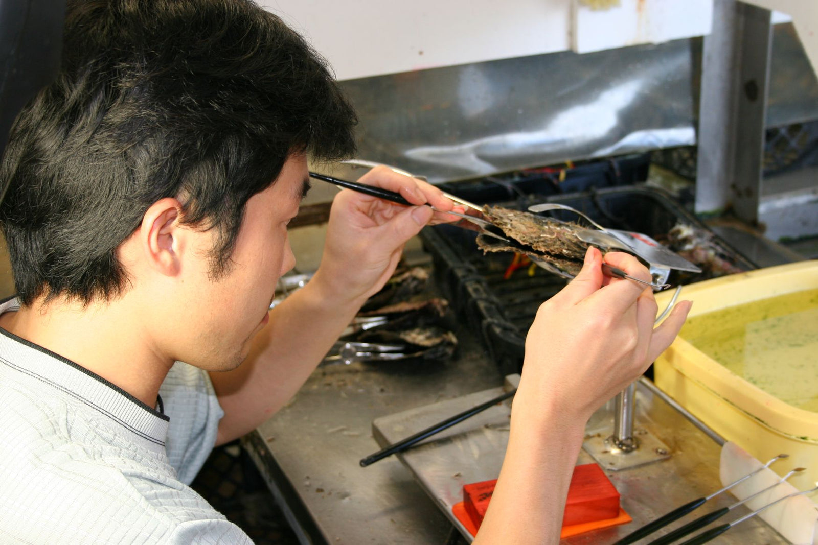 Technician grafting a Tahitian pearl oyster