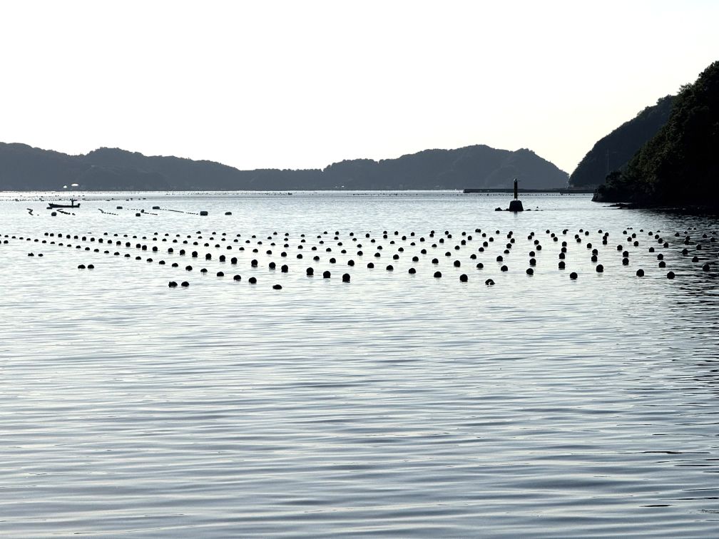 Akoya pearl oysters are suspended from nets attached to floating buoys