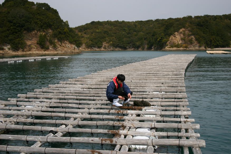 A pearl farmer tends to akoya pearl shells in Mie, Japan