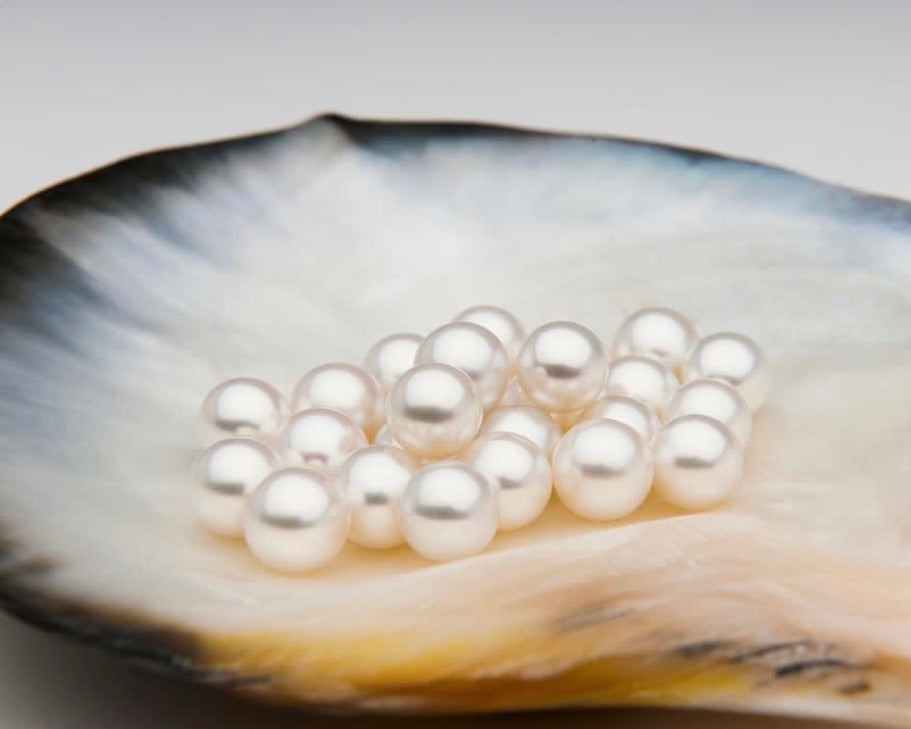 Fine loose white south sea pearls in oyster shell